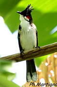 Red-whiskered Bulbul