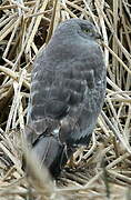 Cinereous Harrier