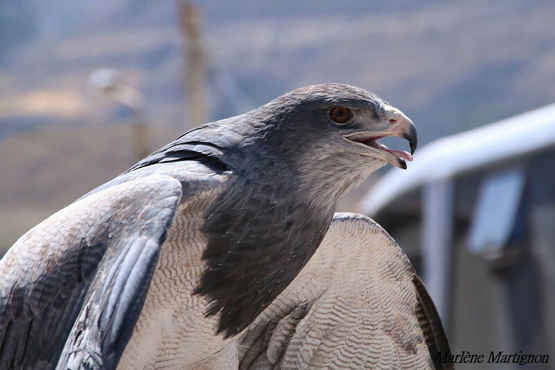 Black-chested Buzzard-Eagle, identification, close-up portrait