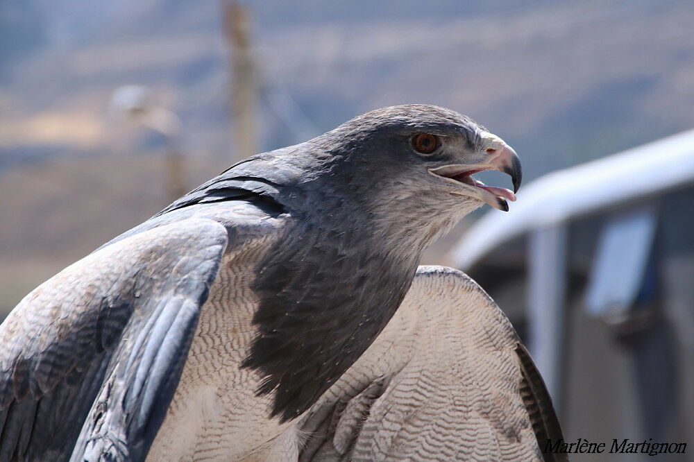 Black-chested Buzzard-Eagle, identification, close-up portrait