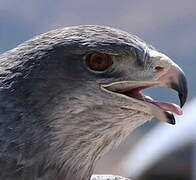 Black-chested Buzzard-Eagle