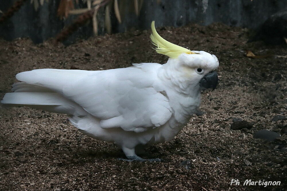 Cacatoès à huppe jaune, identification