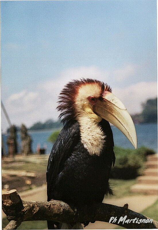 Wreathed Hornbill, identification