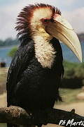 Wreathed Hornbill