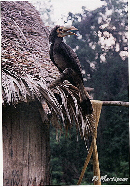 Bushy-crested Hornbill female, identification