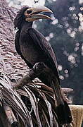 Bushy-crested Hornbill