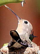 Rufous Sabrewing