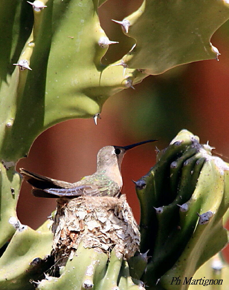 Rufous Sabrewing, identification