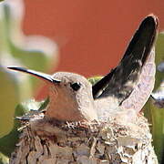 Rufous Sabrewing