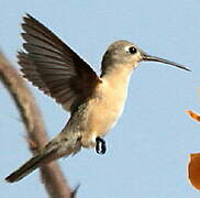 Rufous Sabrewing