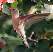 Rufous Sabrewing