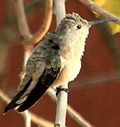 Rufous Sabrewing