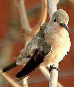 Rufous Sabrewing