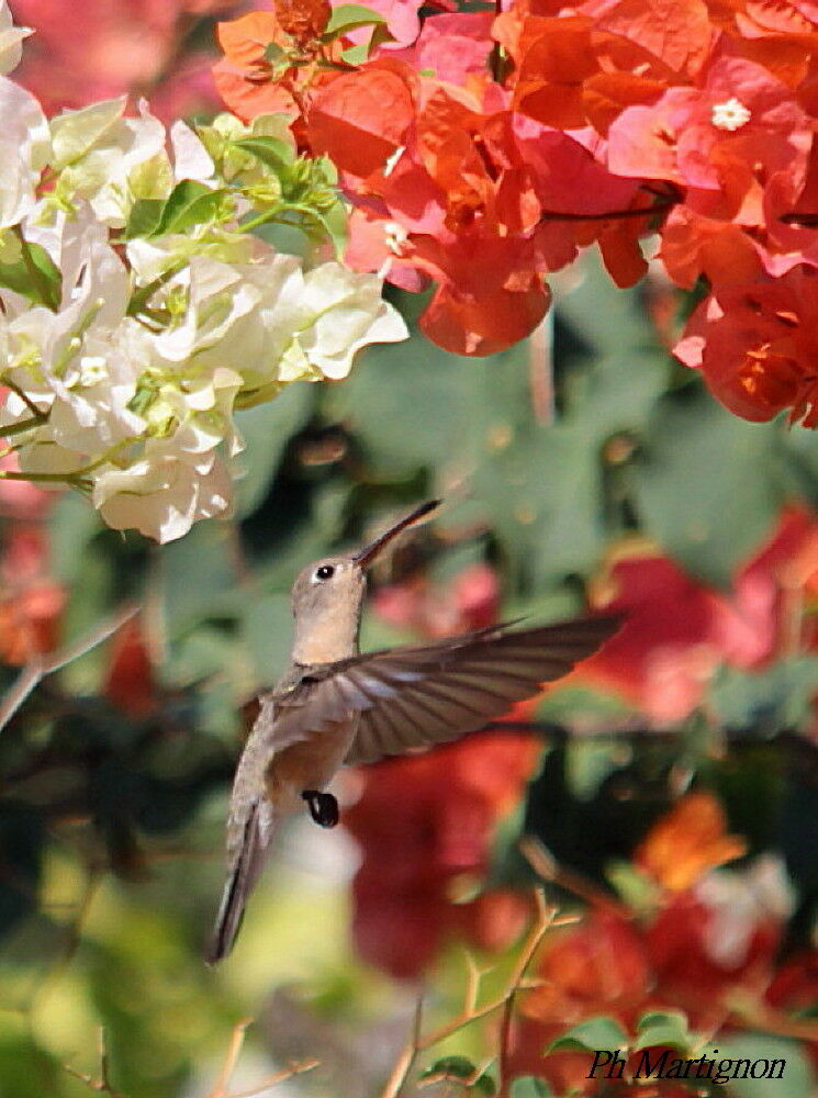 Rufous Sabrewing, Flight