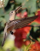 Rufous Sabrewing