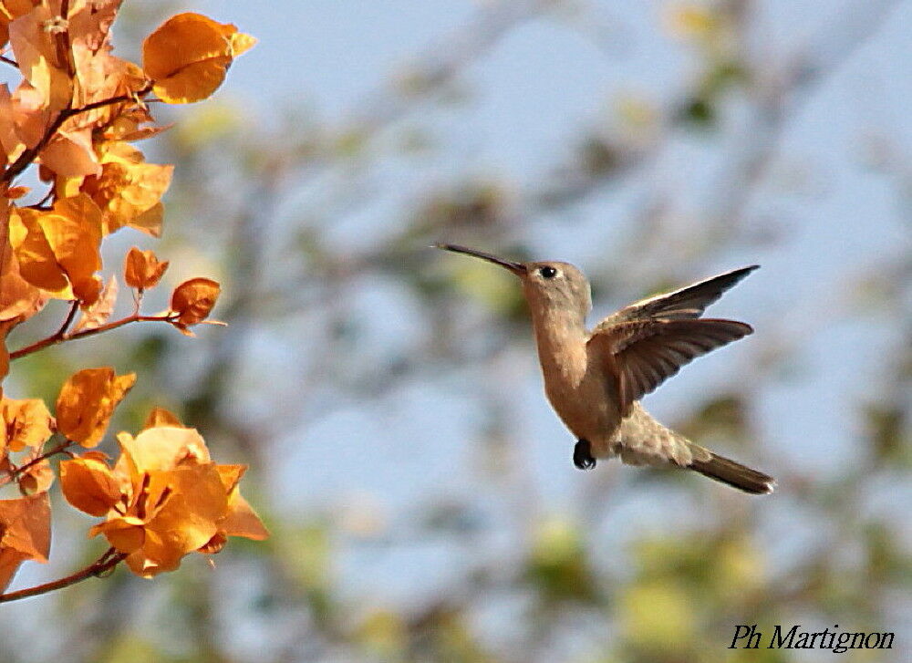 Rufous Sabrewing, Flight