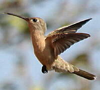 Rufous Sabrewing