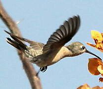 Rufous Sabrewing