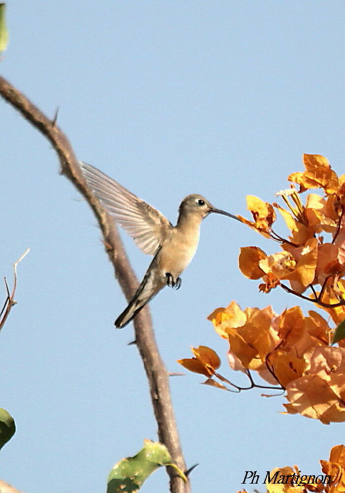 Rufous Sabrewing, identification, Flight, eats