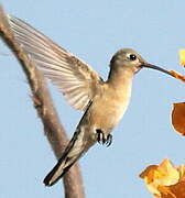 Rufous Sabrewing