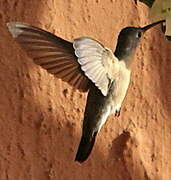 Rufous Sabrewing