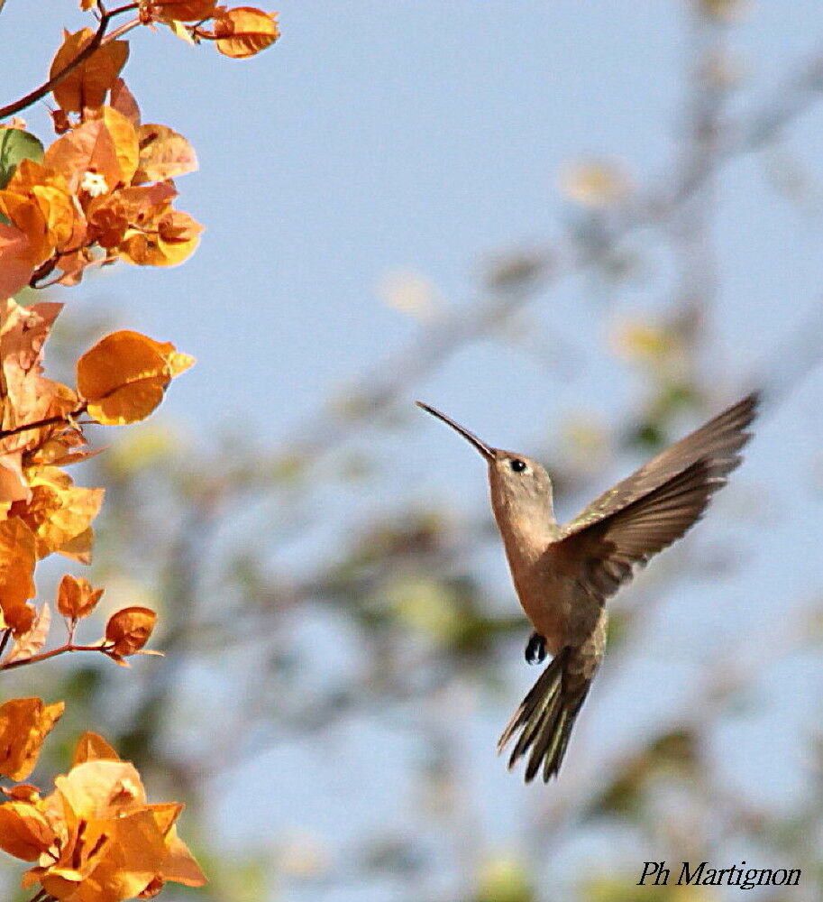 Rufous Sabrewing, Flight