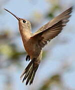 Rufous Sabrewing