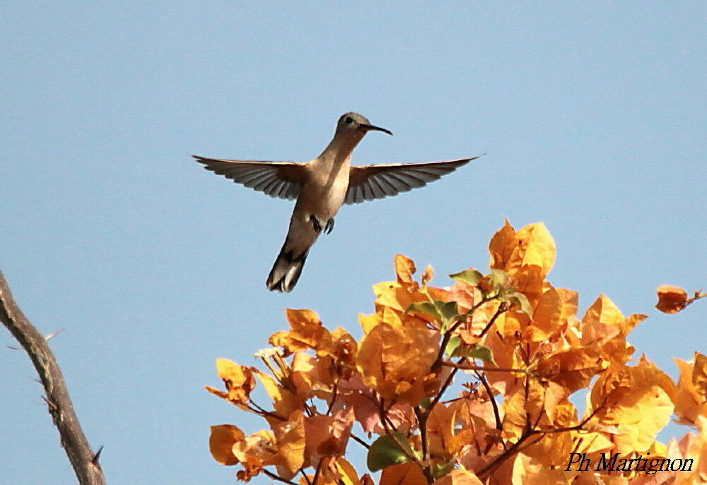 Rufous Sabrewing, Flight