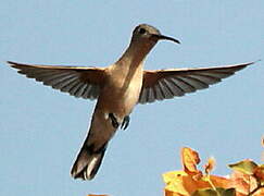 Rufous Sabrewing