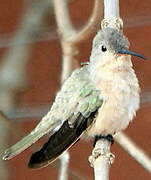 Rufous Sabrewing