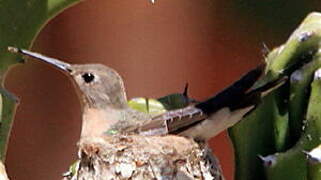 Rufous Sabrewing