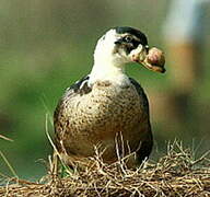 Knob-billed Duck