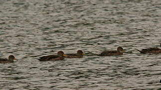 Yellow-billed Pintail