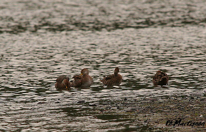 Canard à queue pointue