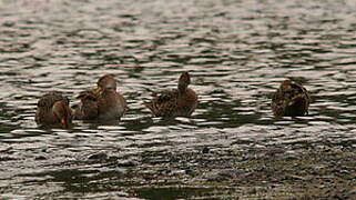 Canard à queue pointue