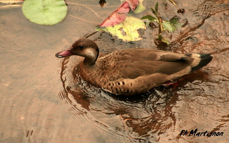 Canard amazonette mâle adulte