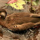 Canard amazonette