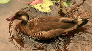 Brazilian Teal