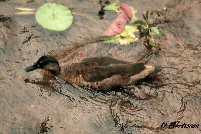 Canard amazonette femelle adulte