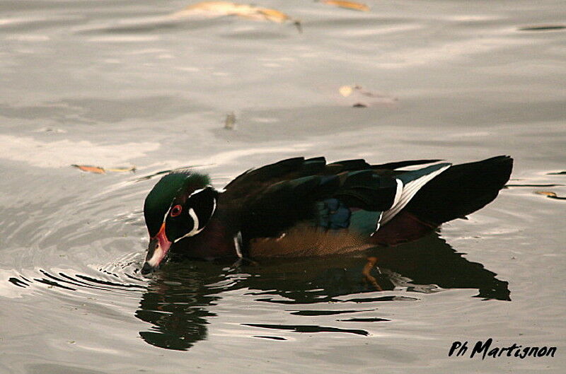 Canard carolin mâle, identification