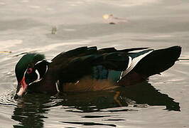 Canard carolin