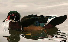 Wood Duck