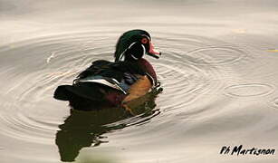 Canard carolin