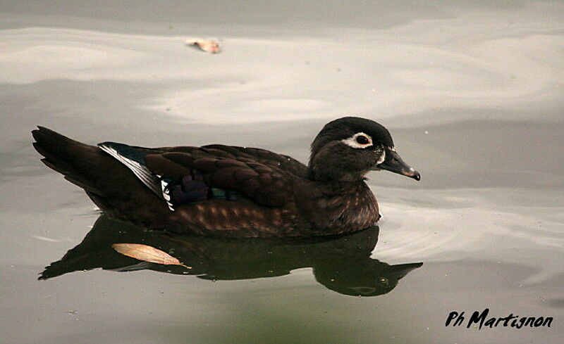 Canard carolin femelle, identification