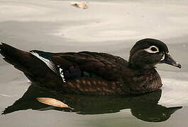 Wood Duck