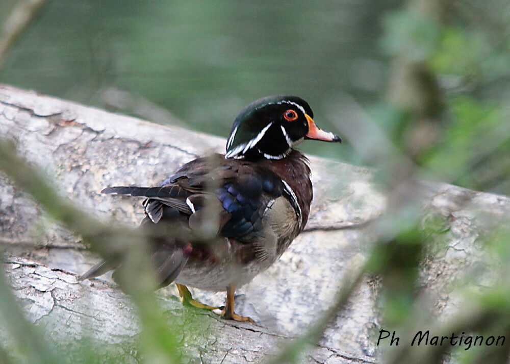 Canard carolin mâle adulte, identification