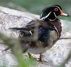 Canard carolin