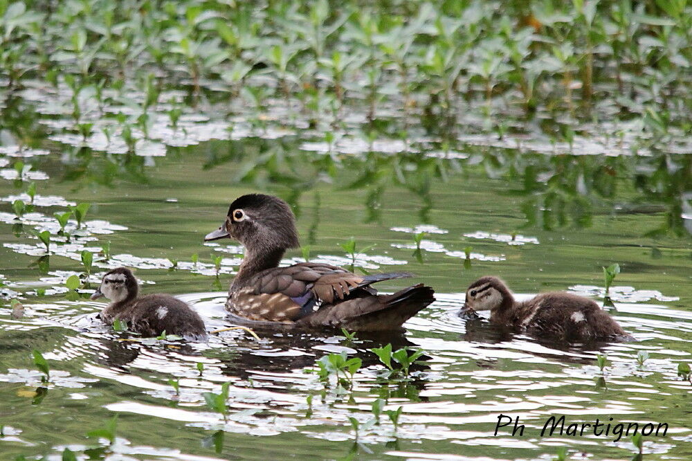 Canard carolin, identification, nage