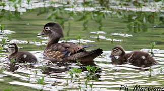 Wood Duck