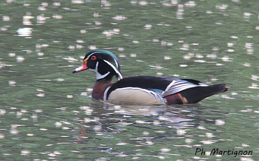 Canard carolin, identification